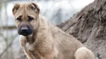 Armenian Gampr Dog photo