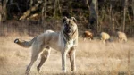 Armenian Gampr Dog photo