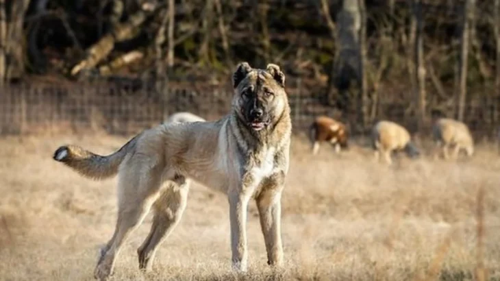 Armenian Gampr Dog photo
