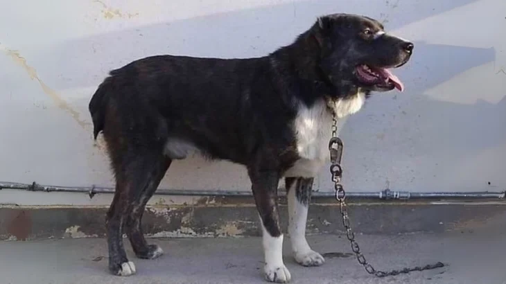 Aryan Molossus Dog photo
