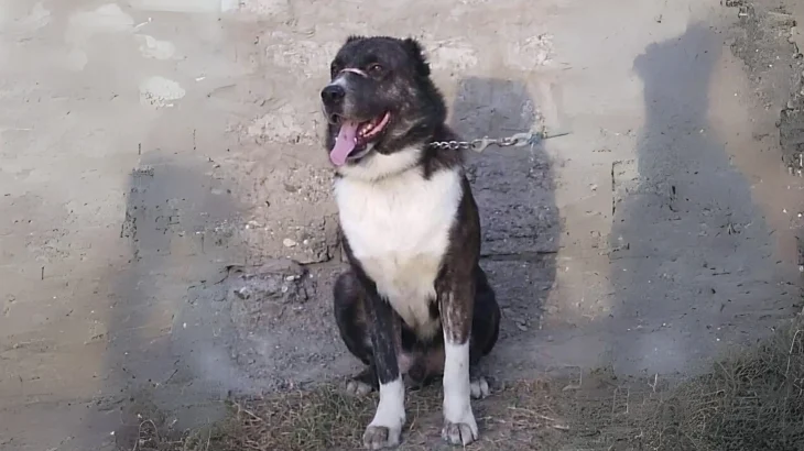 Aryan Molossus Dog photo