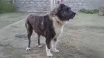 Aryan Molossus Dog photo