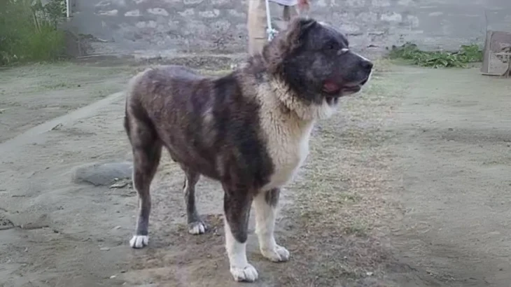 Aryan Molossus Dog photo