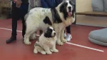 Aryan Molossus Dog photo