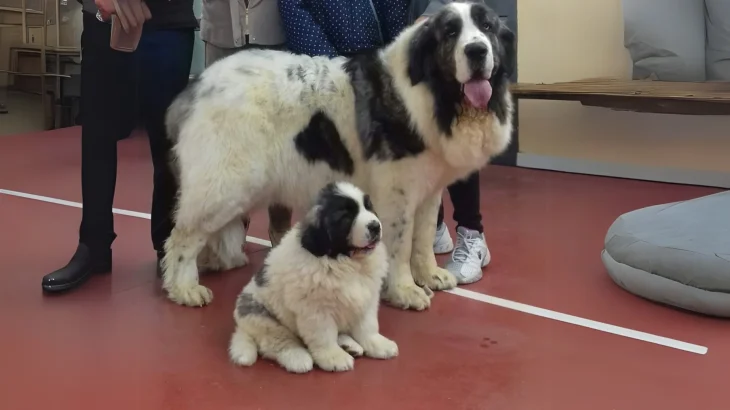 Aryan Molossus Dog photo