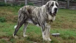 Aryan Molossus Dog photo
