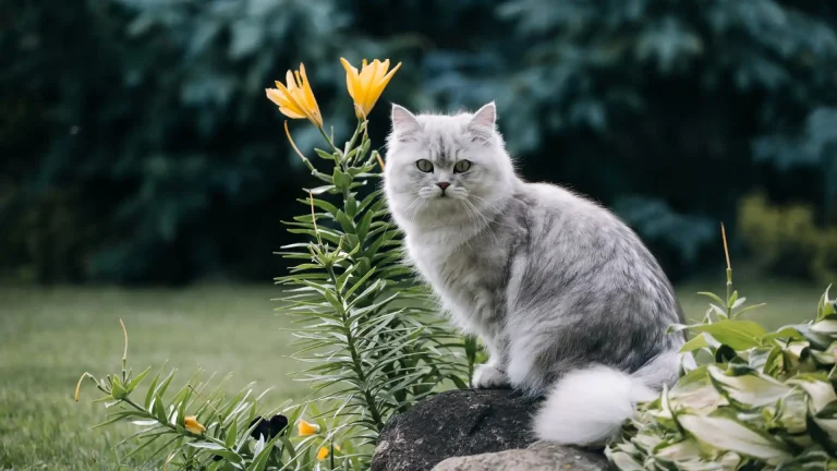 Asian Longhair Cat photo