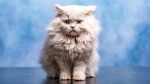 Asian Longhair Cat photo