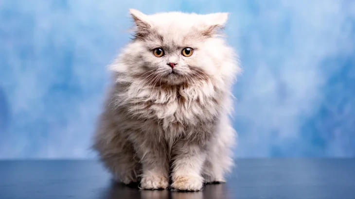 Asian Longhair Cat photo