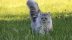 Asian Longhair Cat photo