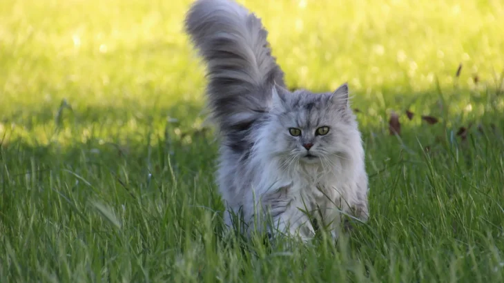 Asian Longhair Cat photo