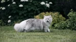 Asian Longhair Cat photo