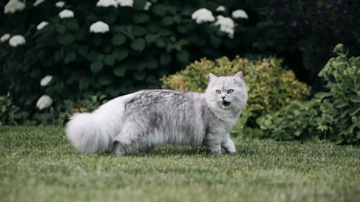 Asian Longhair Cat photo