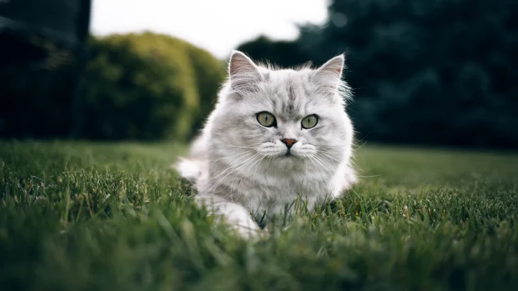 Asian Longhair Cat photo