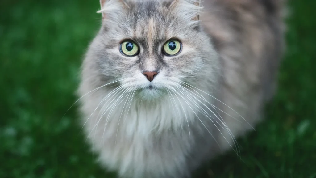 Asian Semi-longhair Cat photo