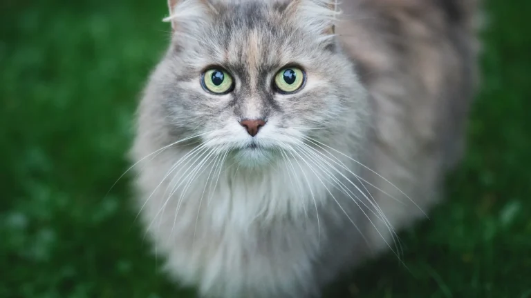 Asian Semi-longhair Cat photo