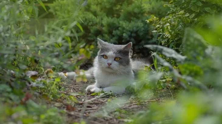 Asian Semi-longhair Cat photo