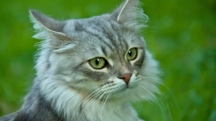 Asian Semi-longhair Cat photo