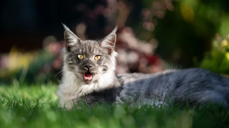 Asian Semi-longhair Cat photo