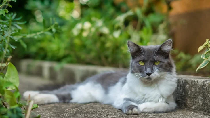 Asian Semi-longhair Cat photo