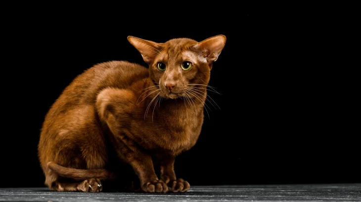 Asian Shorthair Cat photo