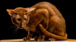 Asian Shorthair Cat photo