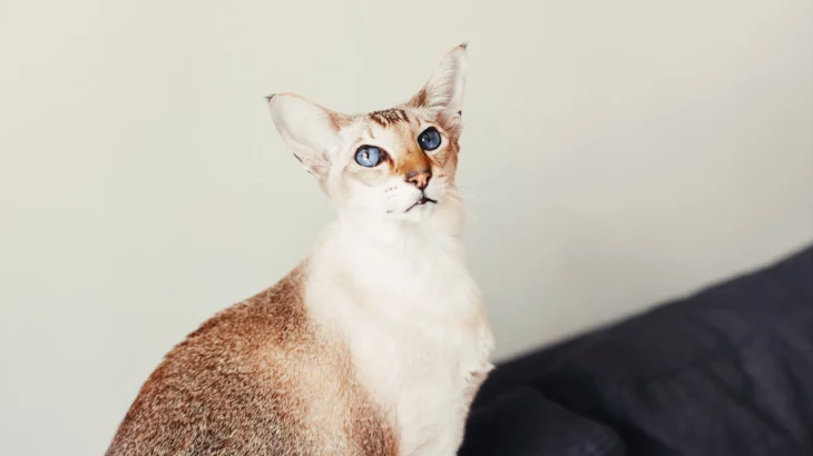 Asian Shorthair Cat photo
