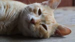 Asian Cat photo