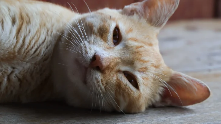 Asian Cat photo