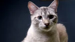Asian Cat photo