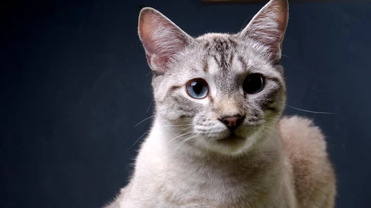 Asian Cat photo