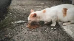 Asian Cat photo