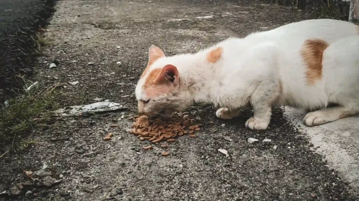 Asian Cat photo