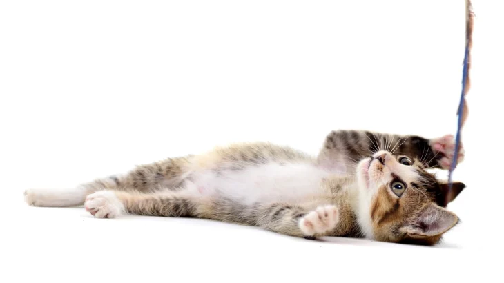 Asian Cat photo