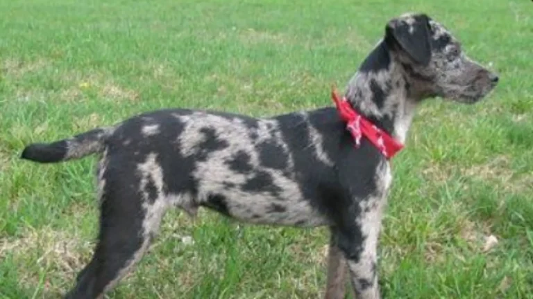 Atlas Terrier Dog photo