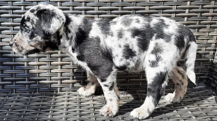 Atlas Terrier Dog photo