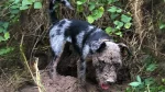Atlas Terrier Dog photo