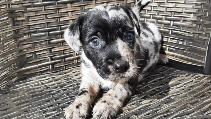 Atlas Terrier Dog photo