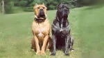 Australian Bandog Dog photo