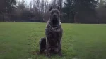Australian Bandog Dog photo