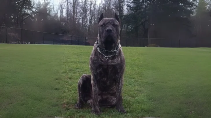 Australian Bandog Dog photo