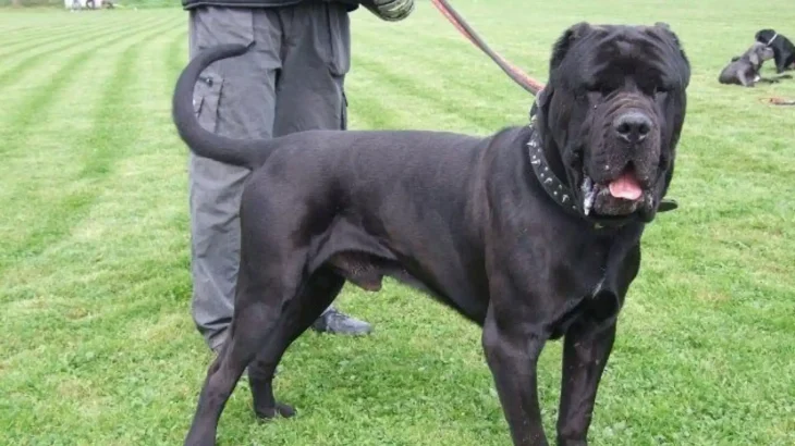 Australian Bandog Dog photo
