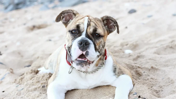 Australian Bulldog Dog photo