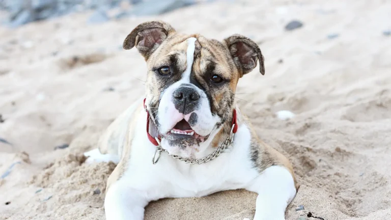 Australian Bulldog Dog photo
