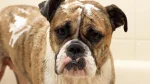 Australian Bulldog Dog photo