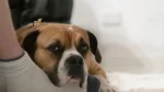 Australian Bulldog Dog photo