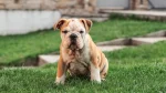 Australian Bulldog Dog photo