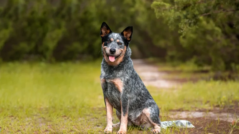 Australian Cattle Dog Dog photo