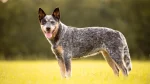 Australian Cattle Dog Dog photo