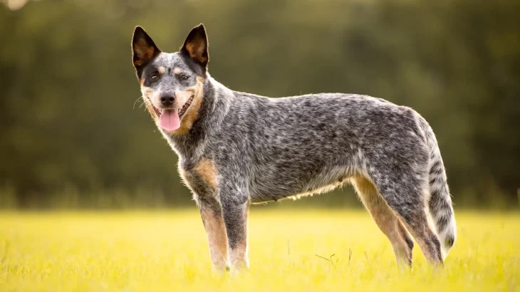 Australian Cattle Dog Dog photo